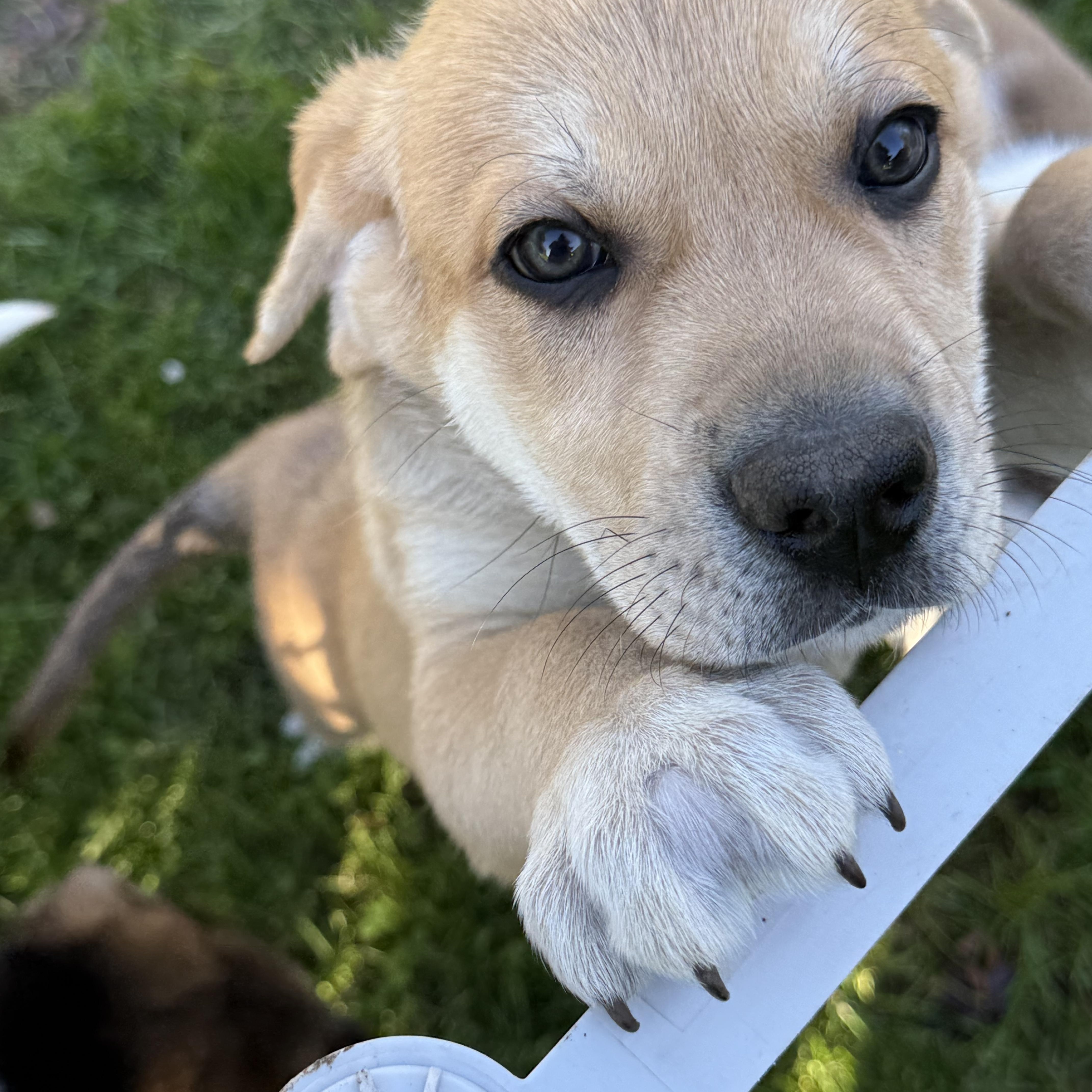 Enlarge Biscuit (M), a Adopted mixed breed in Sun Prairie, WI image 4/4