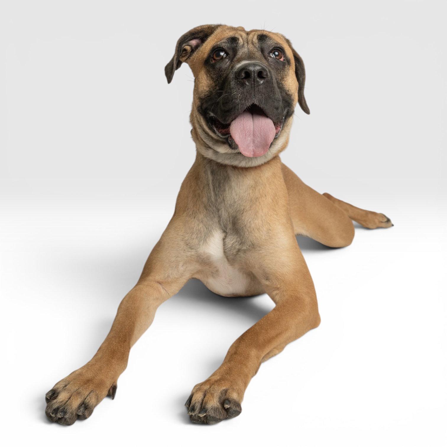 Enlarge Sofie, a Adoptable mixed breed in Richardson, TX image 1/1