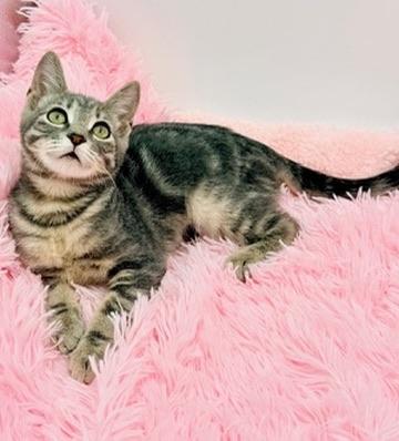 Terabithia, Adoptable, Kitten Female Bengal & Tabby.