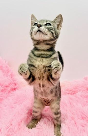 Enlarge Terabithia, a Adoptable mixed breed in Covington, LA image 3/6