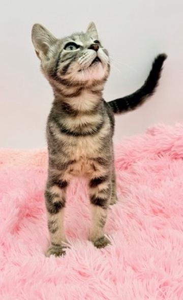 Enlarge Terabithia, a Adoptable mixed breed in Covington, LA image 2/6