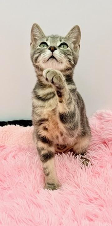 Enlarge Terabithia, a Adoptable mixed breed in Covington, LA image 4/6