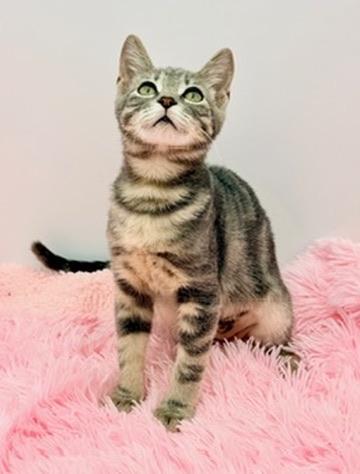 Enlarge Terabithia, a Adoptable mixed breed in Covington, LA image 5/6