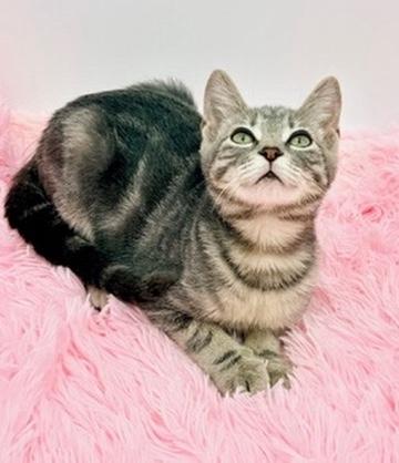 Enlarge Terabithia, a Adoptable mixed breed in Covington, LA image 6/6
