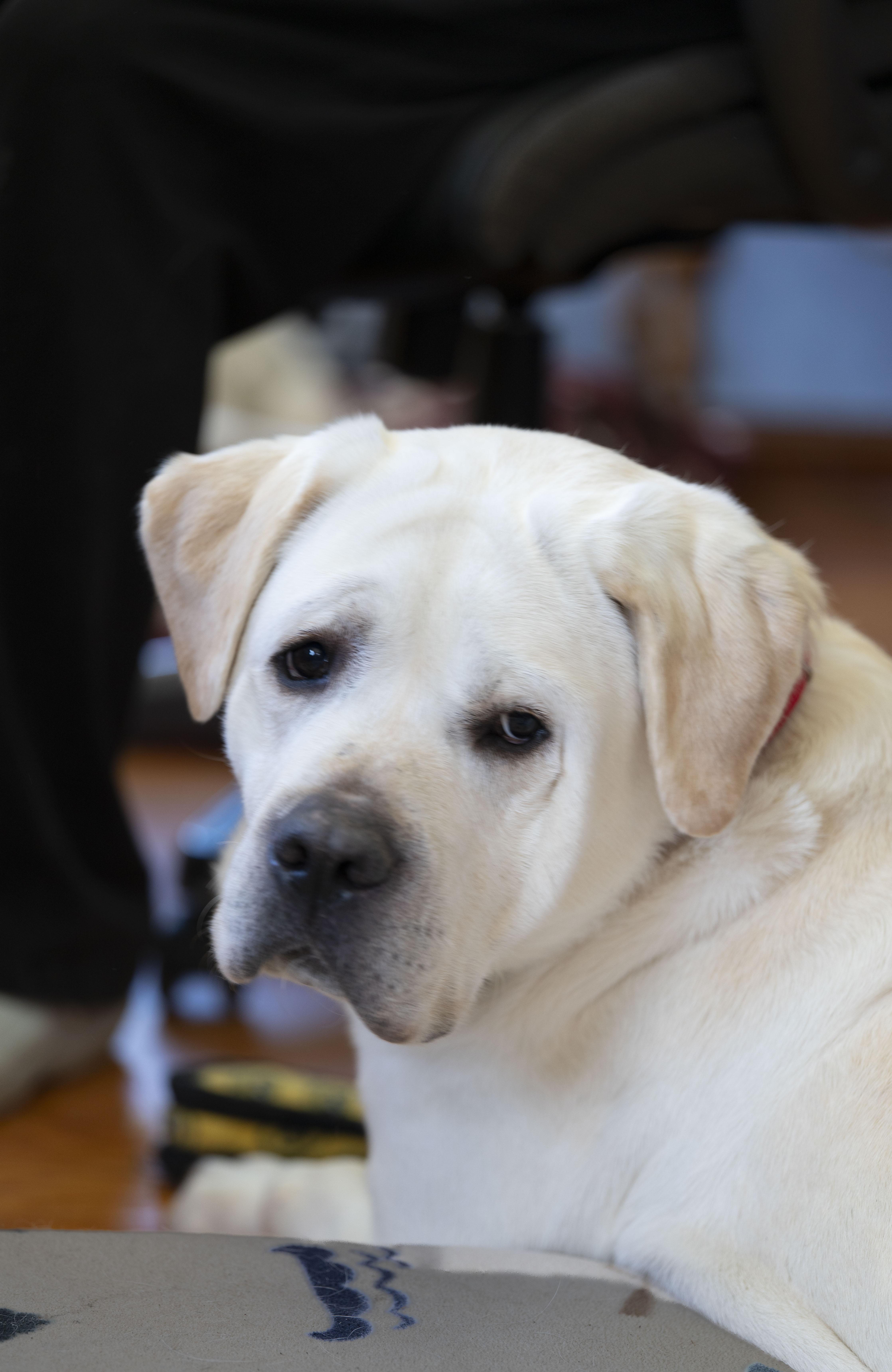 Charger, an adoptable Yellow Labrador Retriever in Medina, OH image 1/5