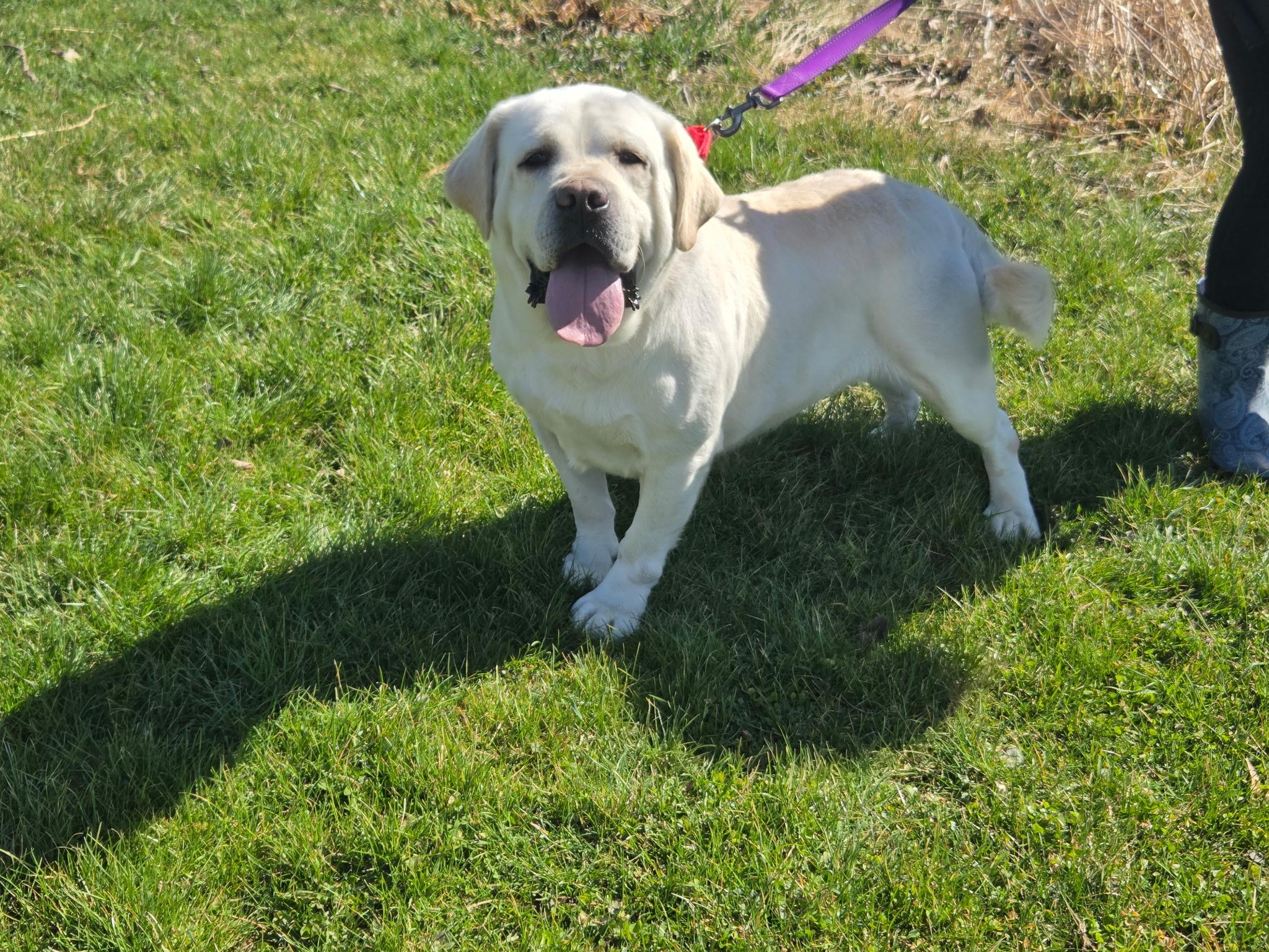 Charger, an adoptable Yellow Labrador Retriever in Medina, OH image 3/5