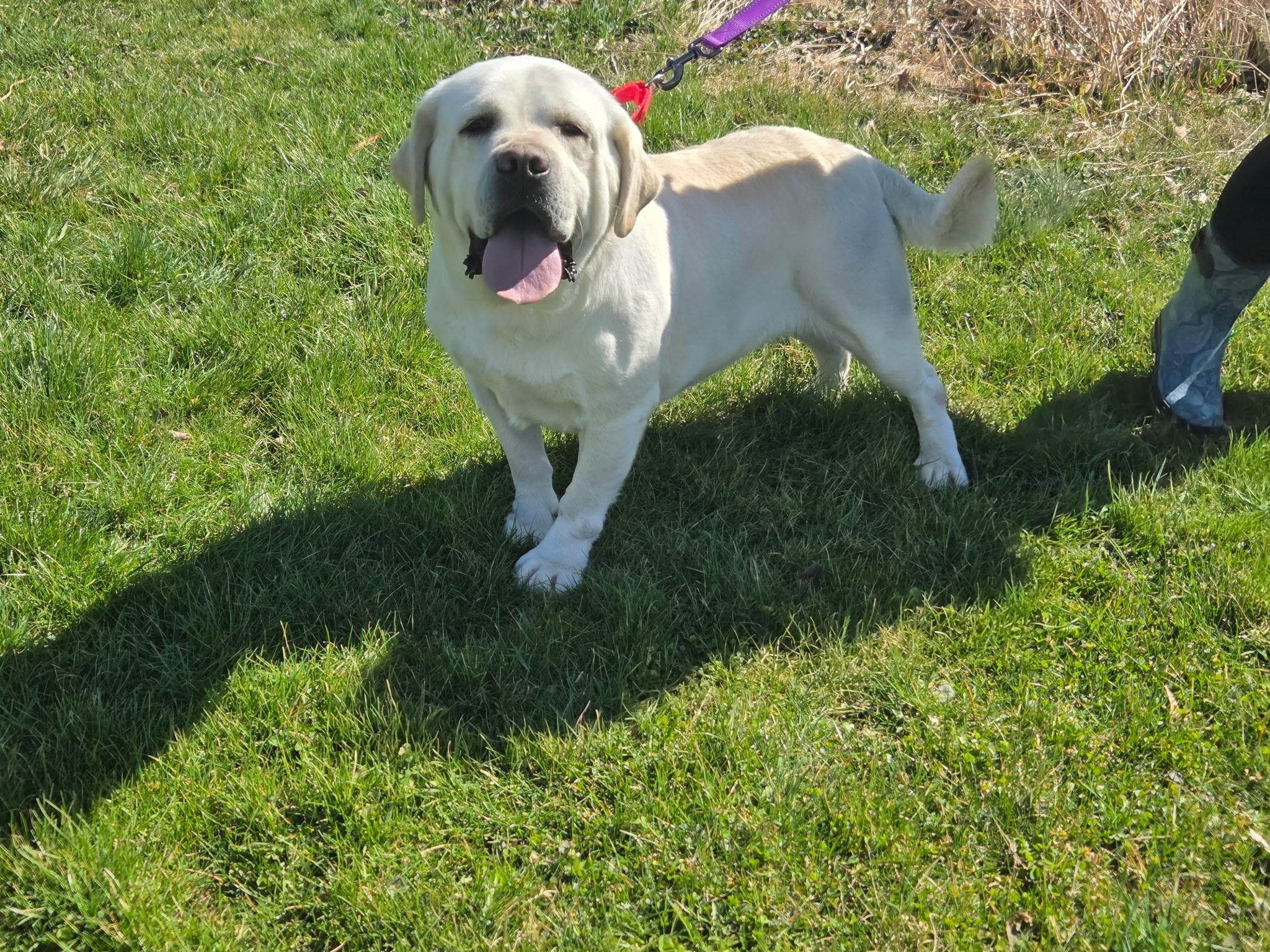 Charger-Not Accepting Applications Yet!, Adoptable, Adult Male Yellow Labrador Retriever.