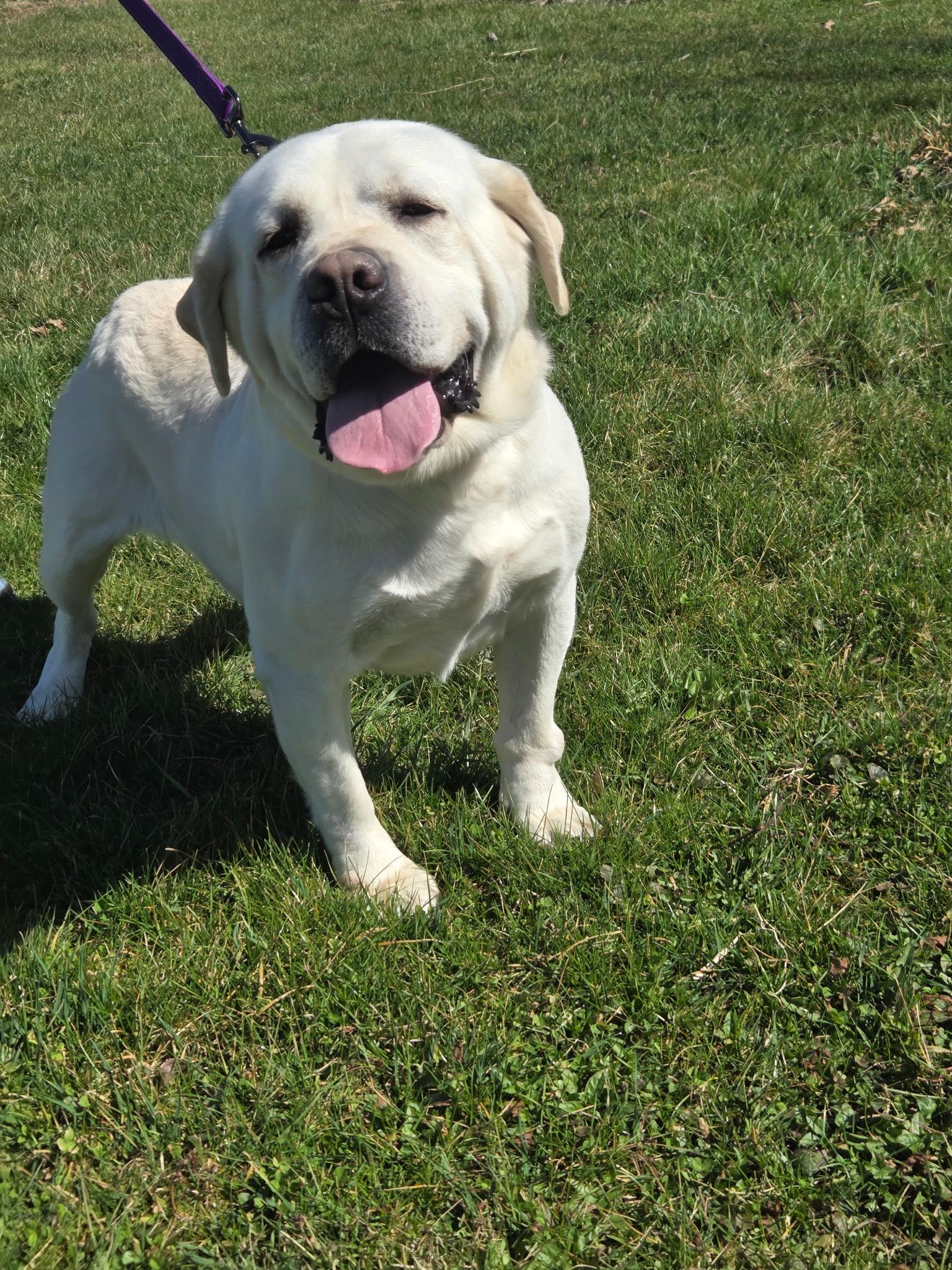 Charger, an adoptable Yellow Labrador Retriever in Medina, OH image 4/5