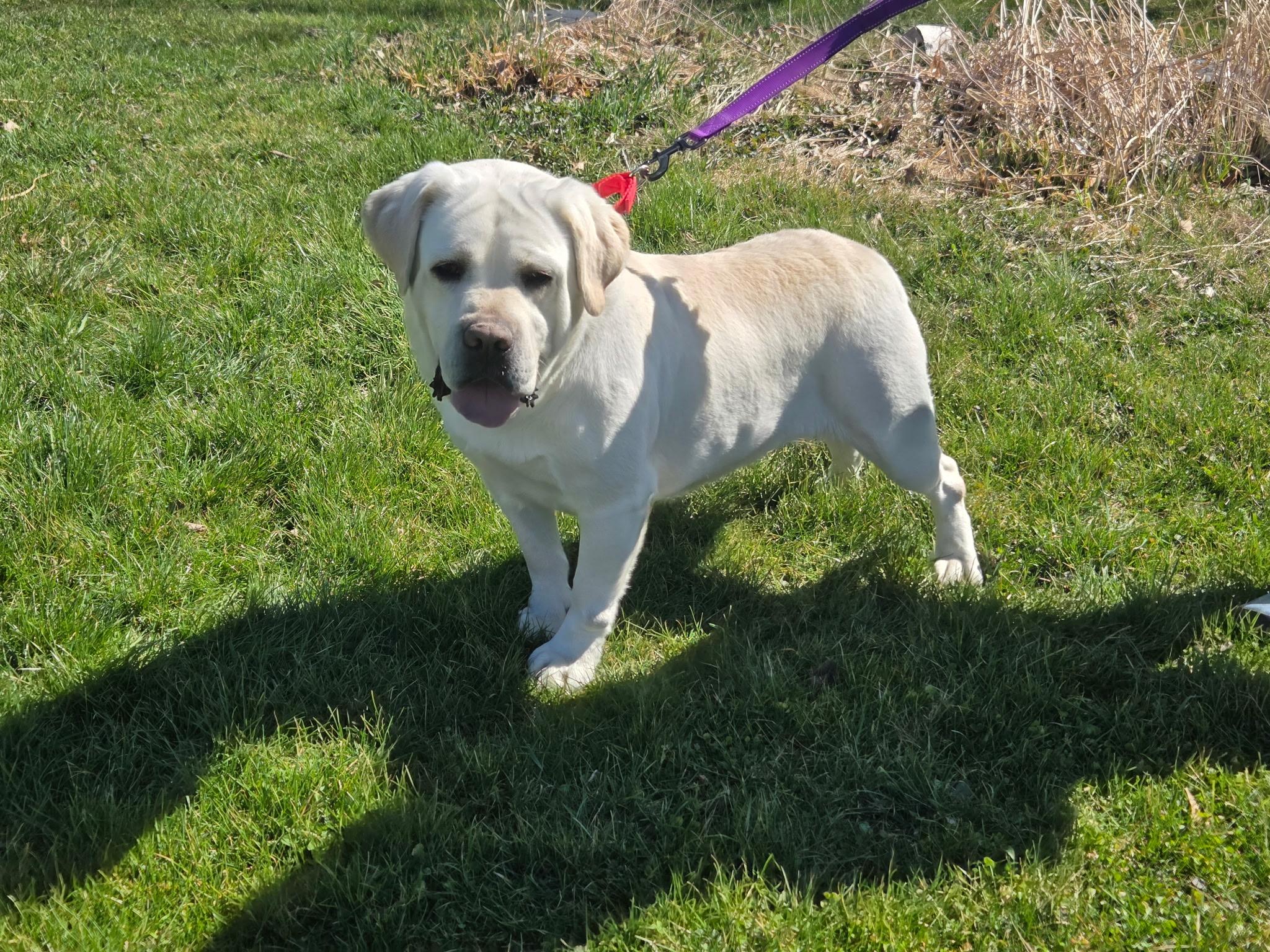Charger, an adoptable Yellow Labrador Retriever in Medina, OH image 5/5