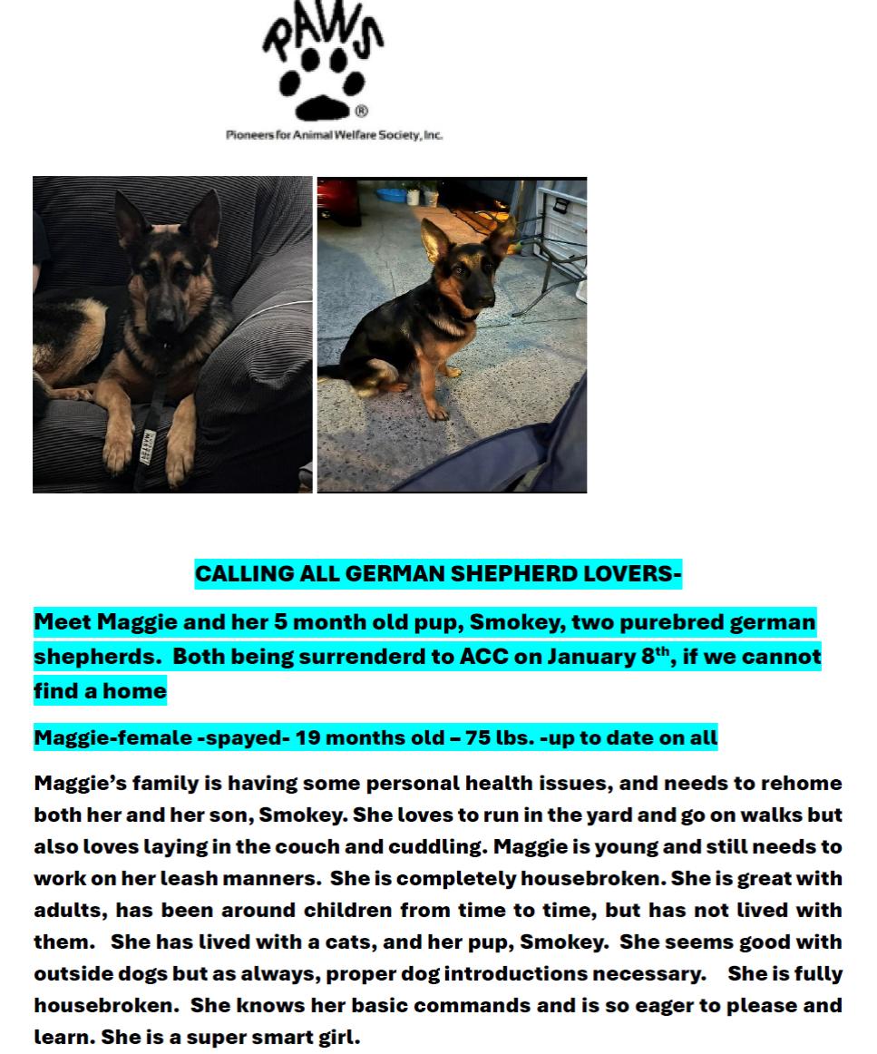 Enlarge SMOKEY, an adopted German Shepherd Dog in Huntington, NY image 1/1