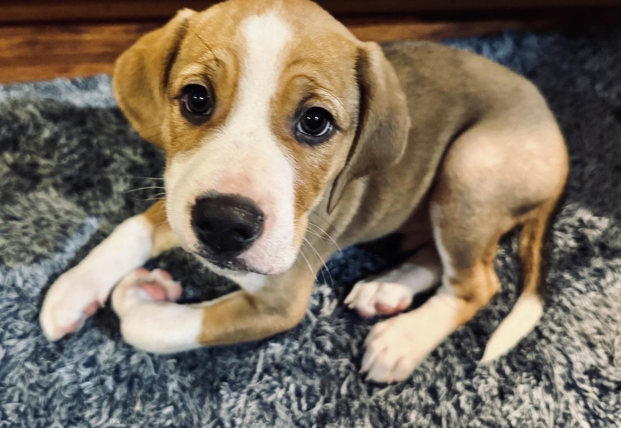 Enlarge Bambi, a ADOPTABLE mixed breed in Calabash, NC image 3/4