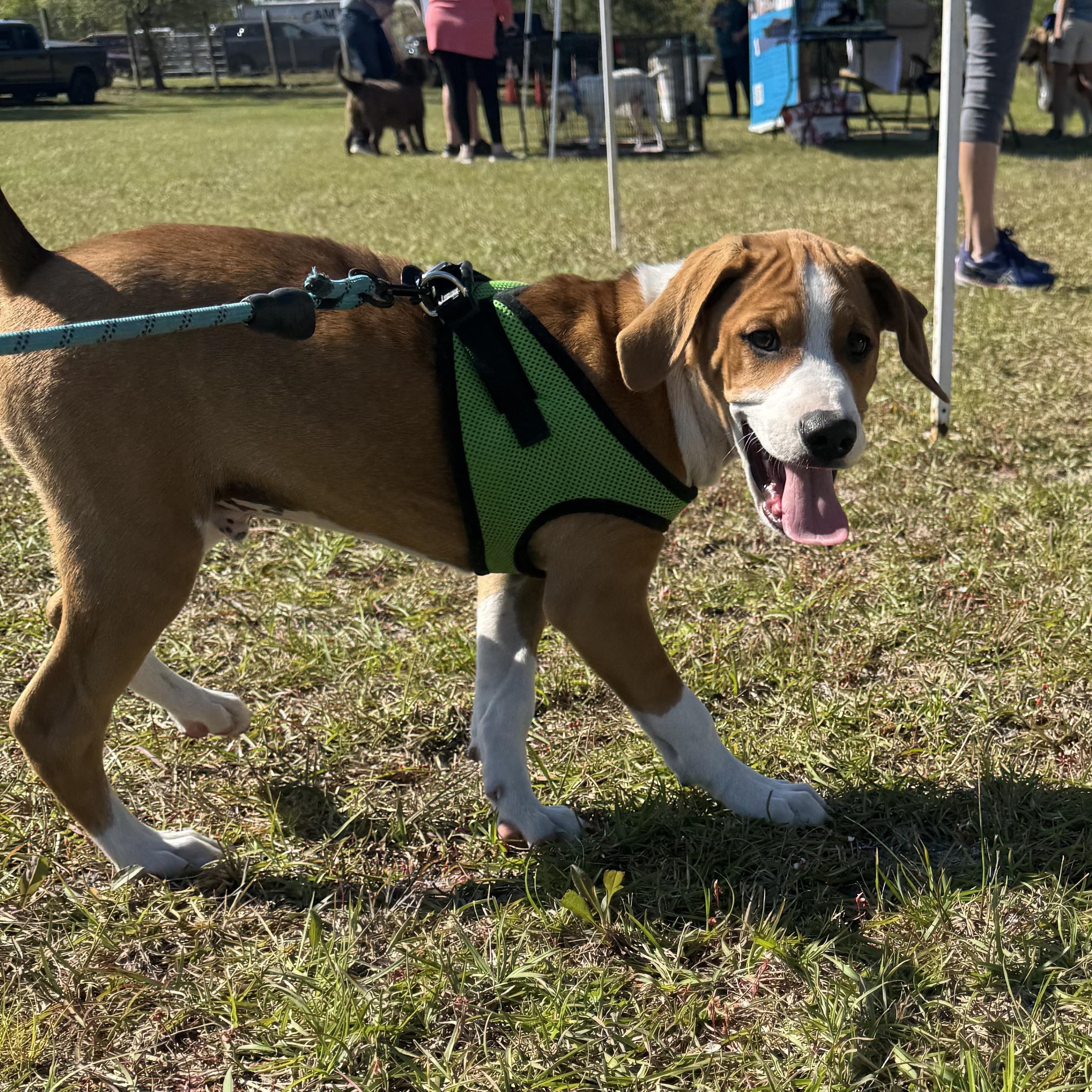Enlarge Bambi, a ADOPTABLE mixed breed in Calabash, NC image 3/3