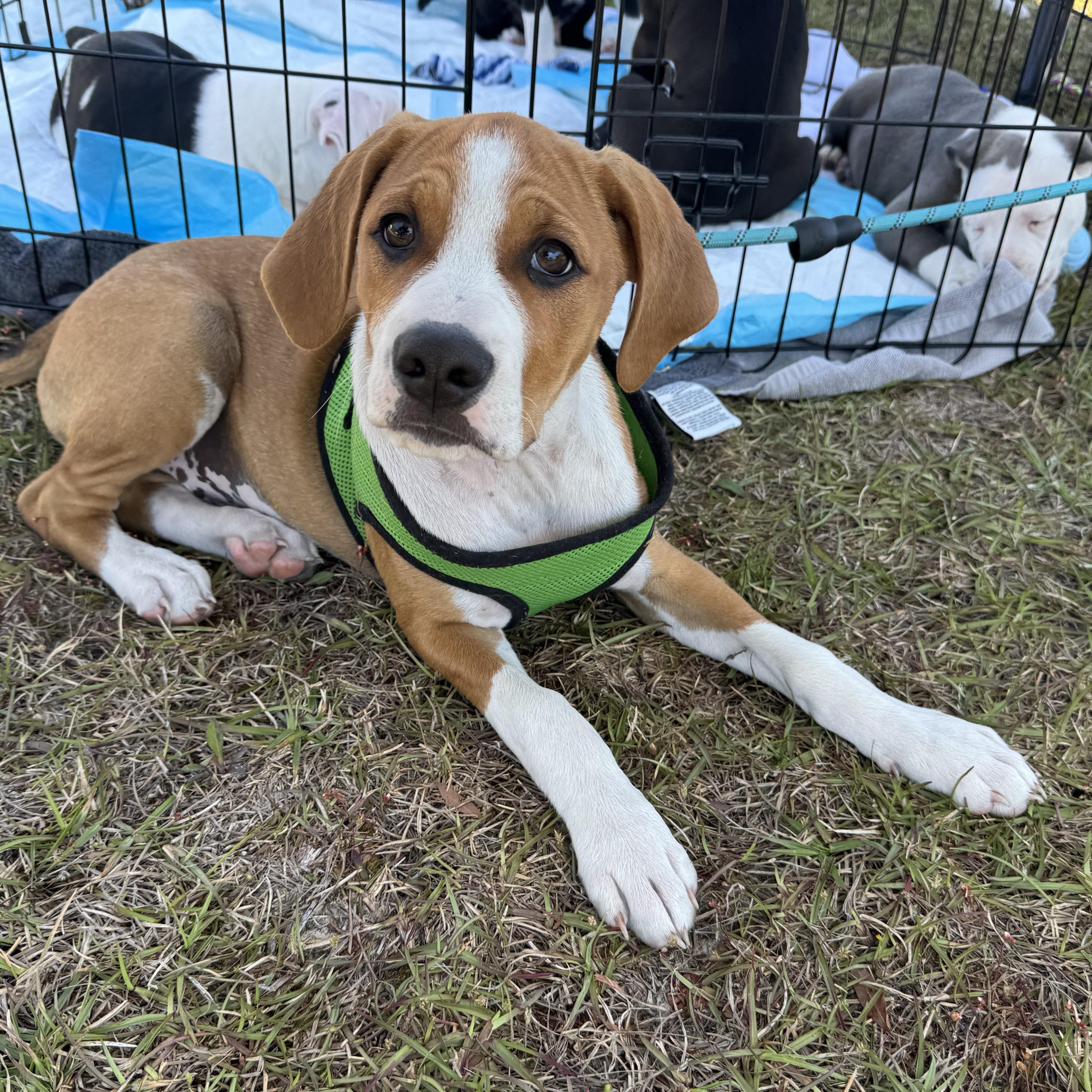 Enlarge Bambi, a ADOPTABLE mixed breed in Calabash, NC image 2/3