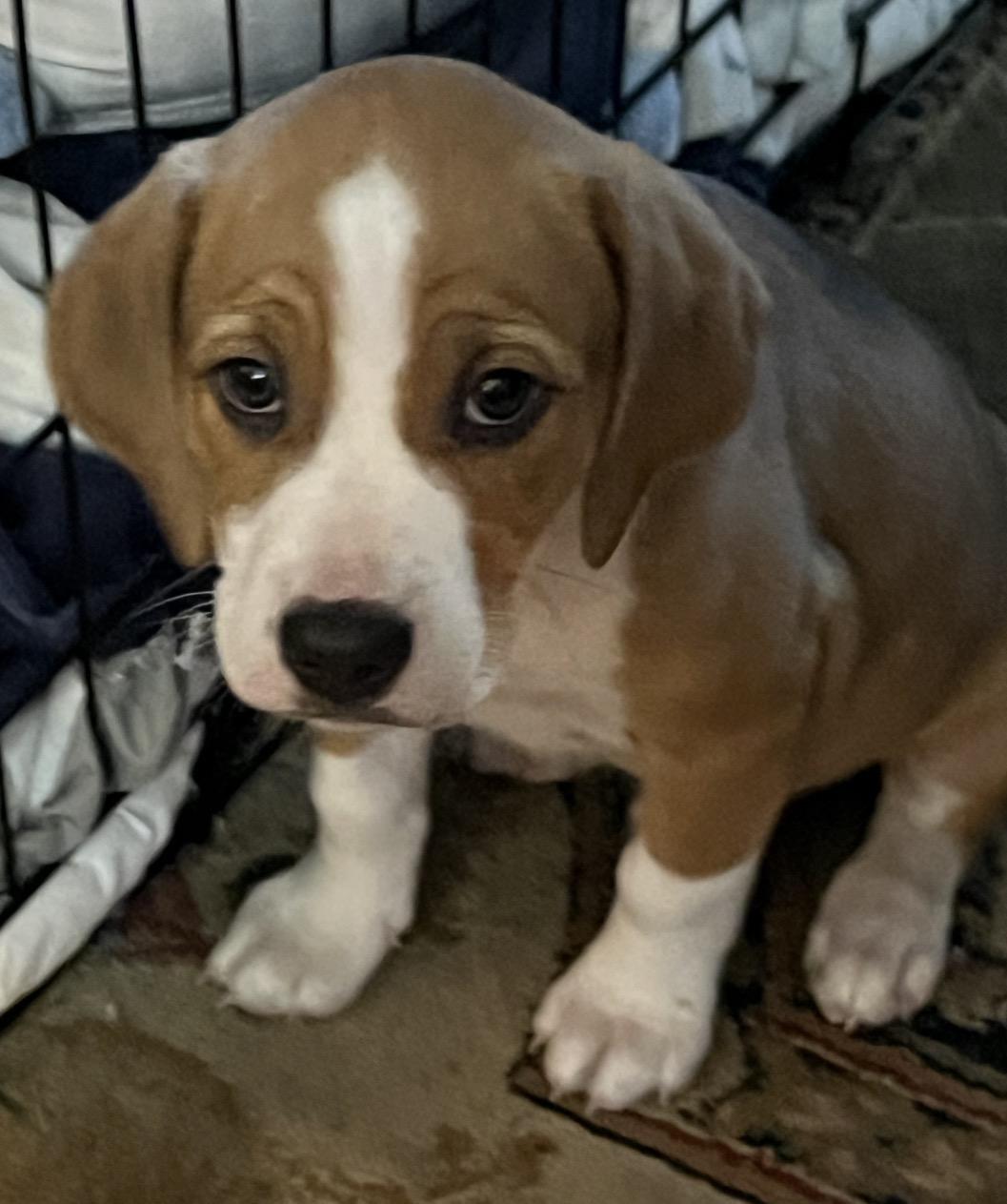 Enlarge Bambi, a ADOPTABLE mixed breed in Calabash, NC image 4/4