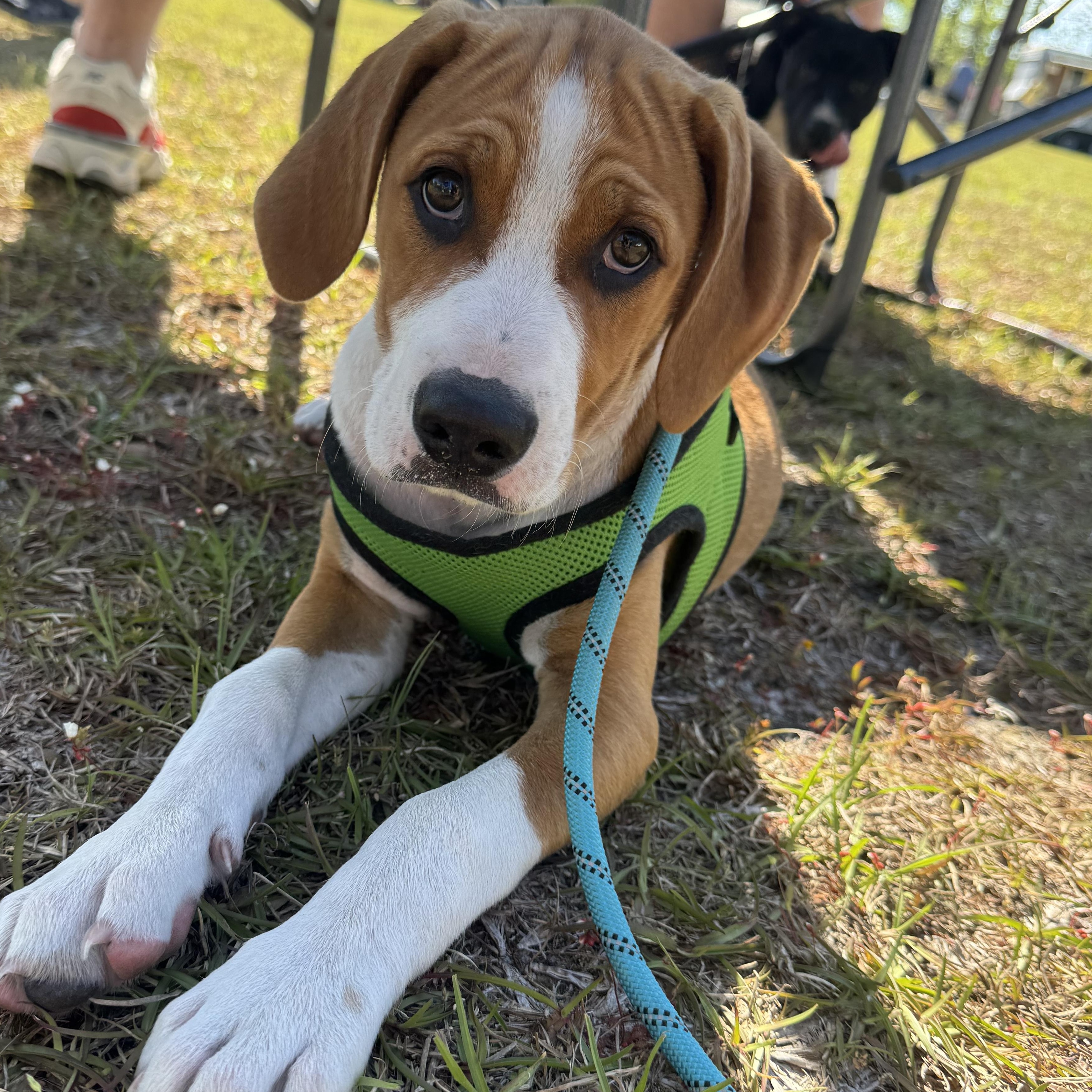 Bambi, ADOPTABLE, Young Male Hound & Beagle.