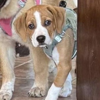 Enlarge Bambi, a ADOPTABLE mixed breed in Calabash, NC image 2/4