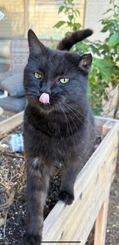 Enlarge Ember, a Adoptable mixed breed in Anthem, AZ image 1/4