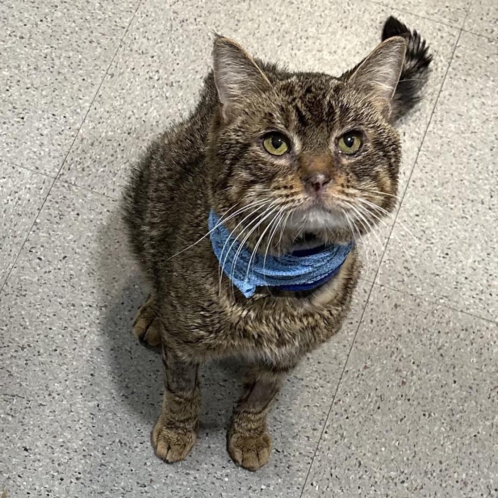 Enlarge Hamish, a Adoptable Domestic Short Hair in Oyster Bay, NY image 1/6