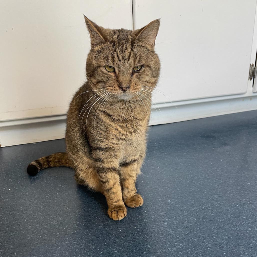 Enlarge Hamish, a Adoptable Domestic Short Hair in Oyster Bay, NY image 2/6