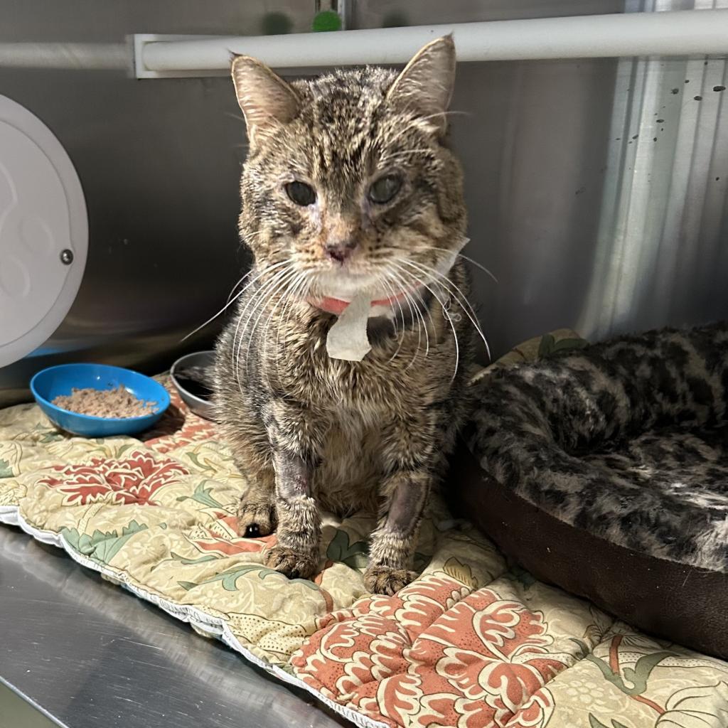 Enlarge Hamish, a Adoptable Domestic Short Hair in Oyster Bay, NY image 3/6