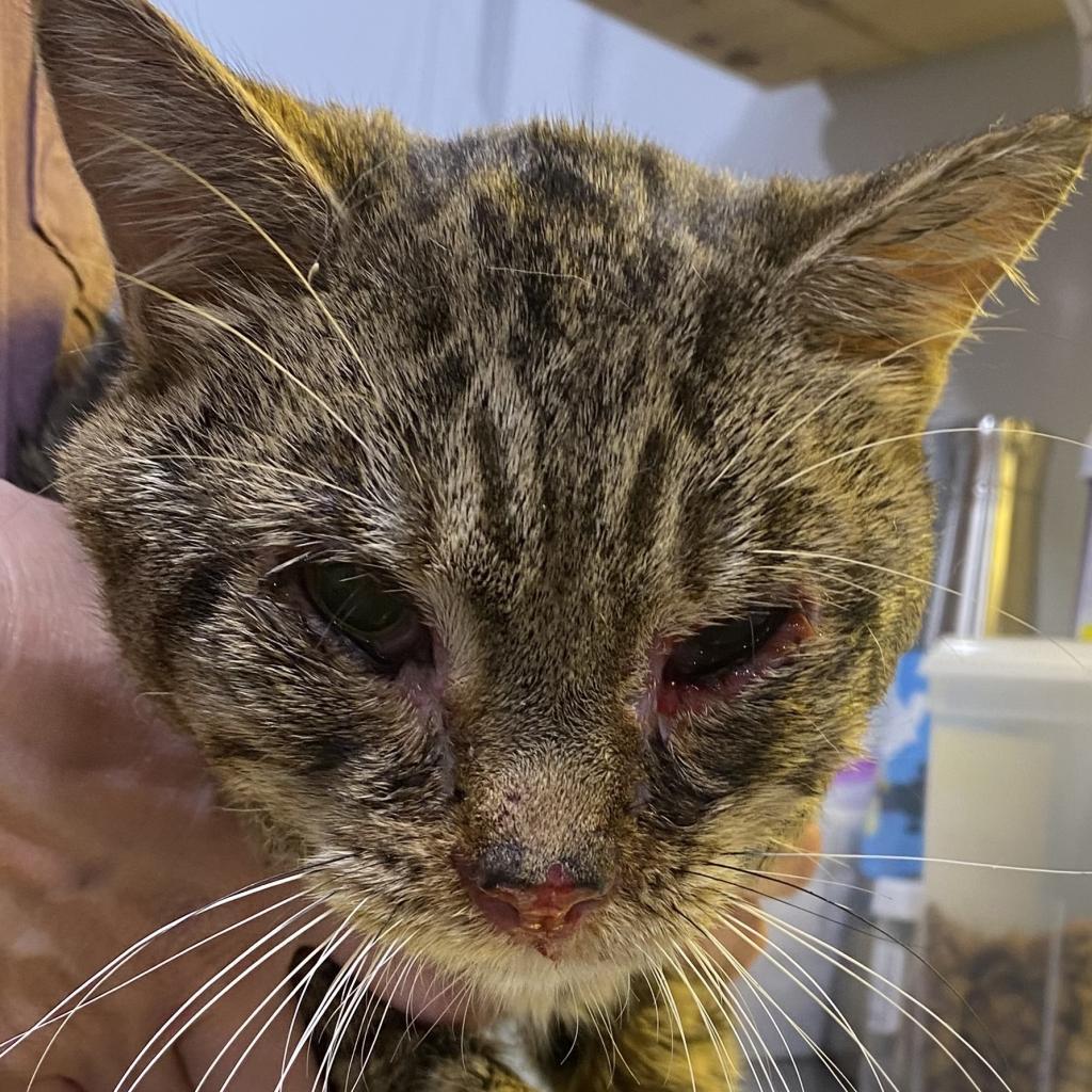 Hamish — thumbnail 4