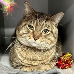 Enlarge Hamish, a Adoptable Domestic Short Hair in Oyster Bay, NY image 5/6