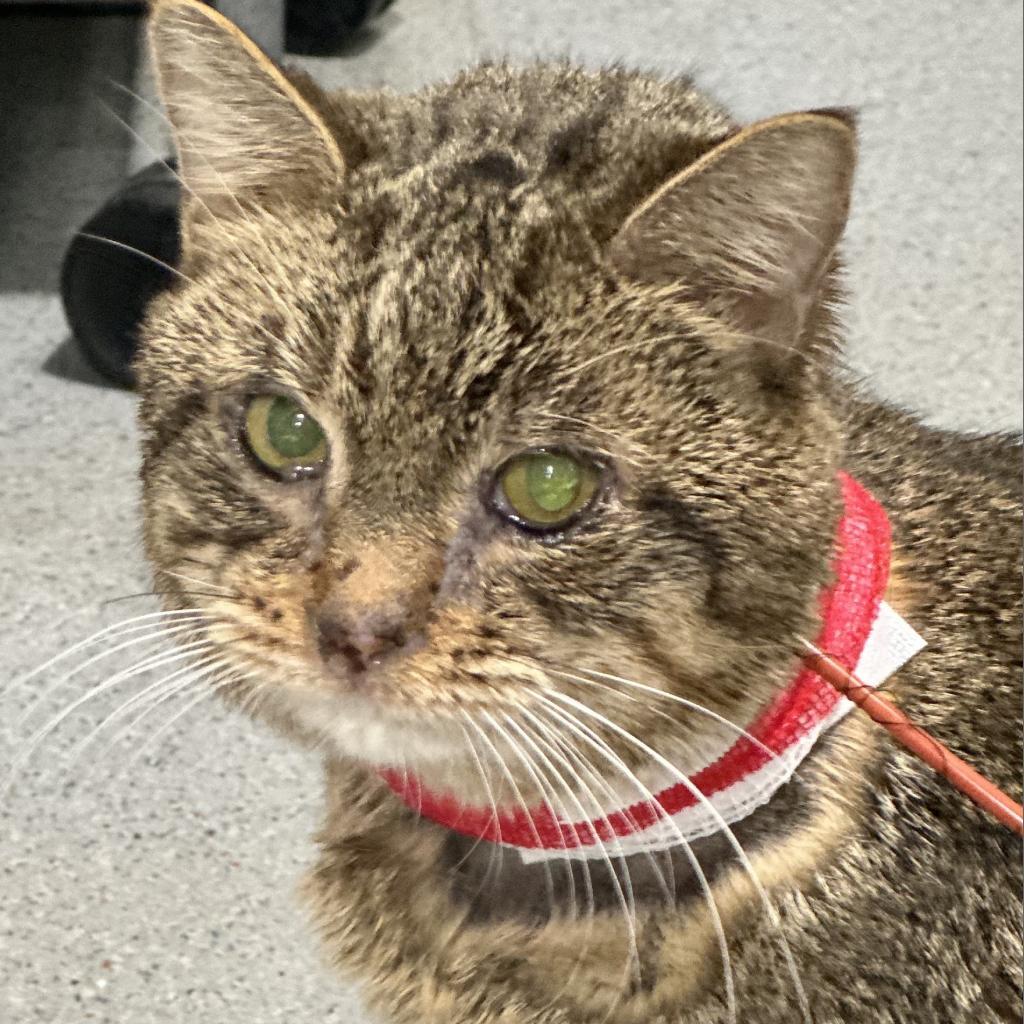 Enlarge Hamish, a Adoptable Domestic Short Hair in Oyster Bay, NY image 6/6