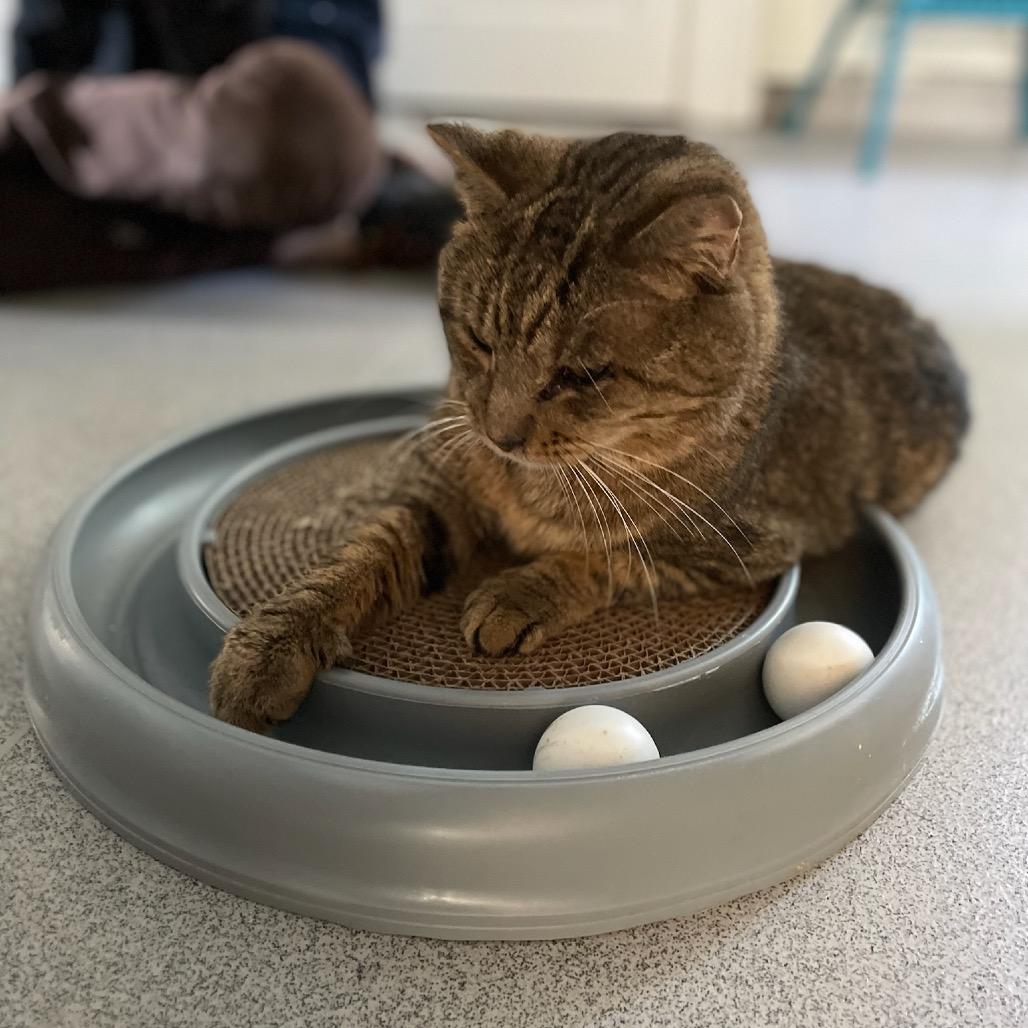 Enlarge Hamish, a Adoptable Domestic Short Hair in Oyster Bay, NY image 6/6