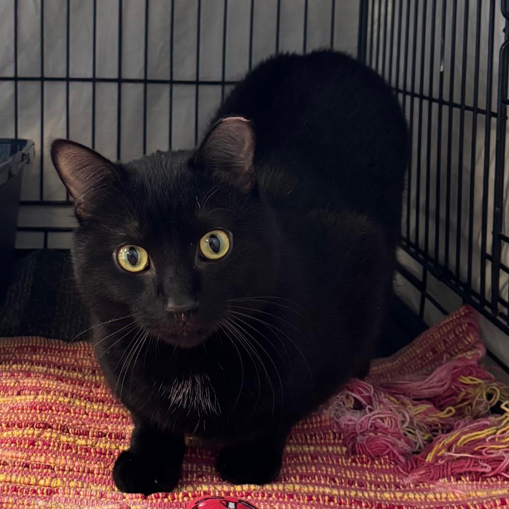 Leo, adopted, Adult Male Domestic Short Hair.