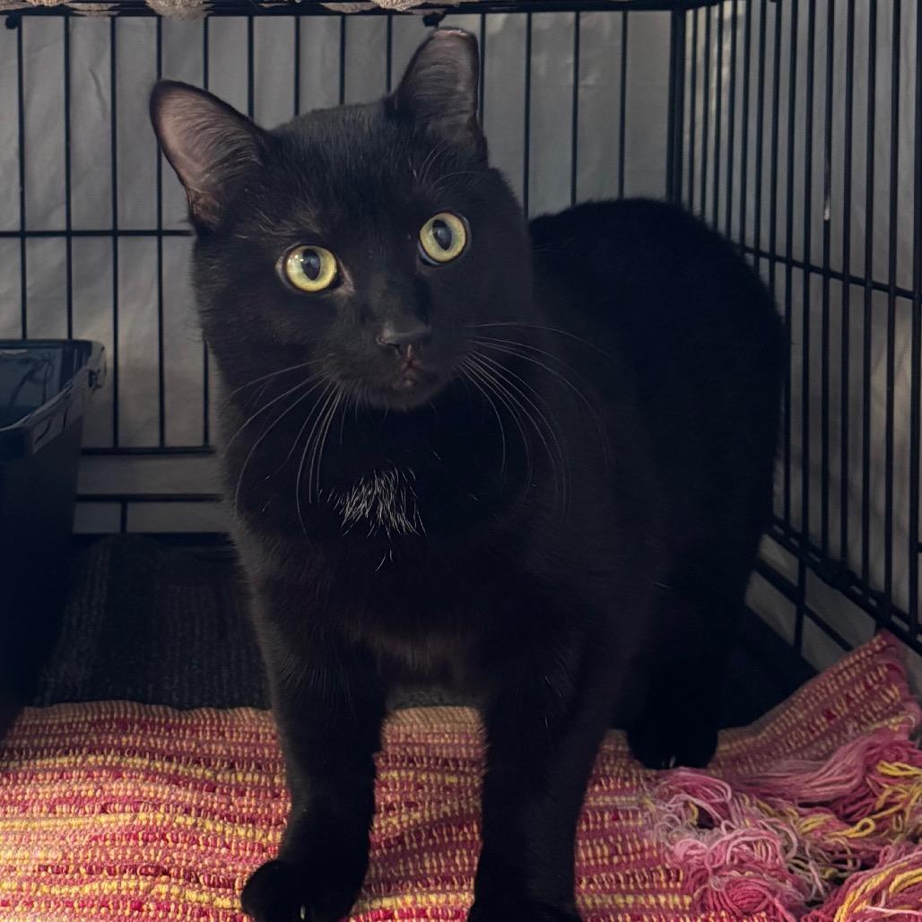 Enlarge Leo, an adopted Domestic Short Hair in Chippewa Falls, WI image 2/2