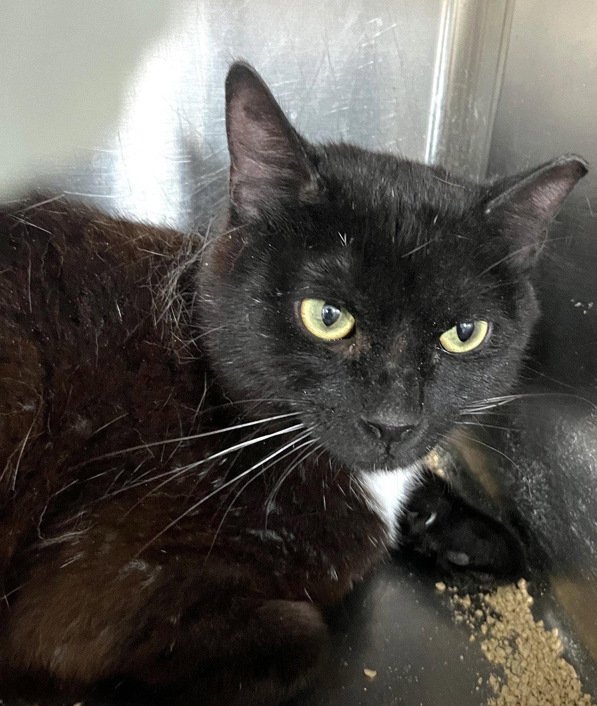 Enlarge Malawi, a Adoptable Domestic Short Hair in Carrollton, GA image 1/3