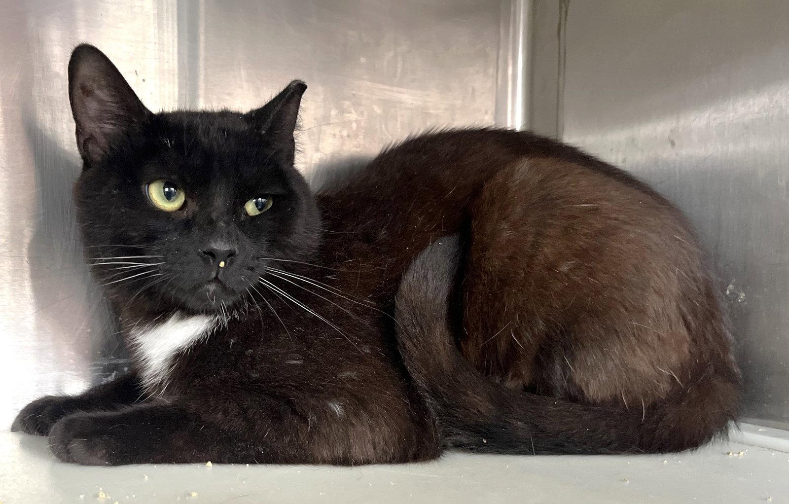 Enlarge Malawi, a Adoptable Domestic Short Hair in Carrollton, GA image 2/3