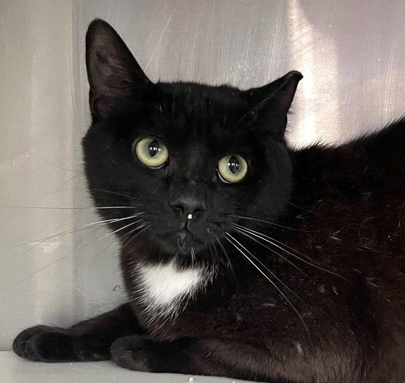 Enlarge Malawi, a Adoptable Domestic Short Hair in Carrollton, GA image 3/3