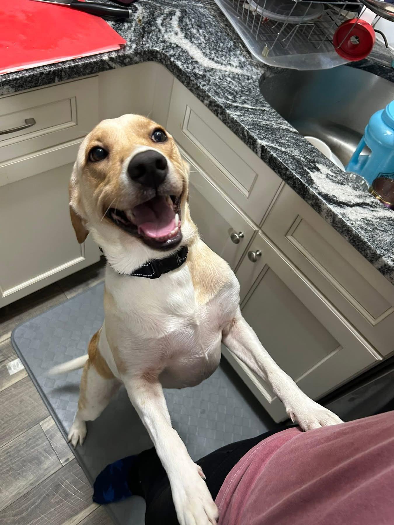 Enlarge Bailey, a Adoptable mixed breed in Warrington, PA image 1/5