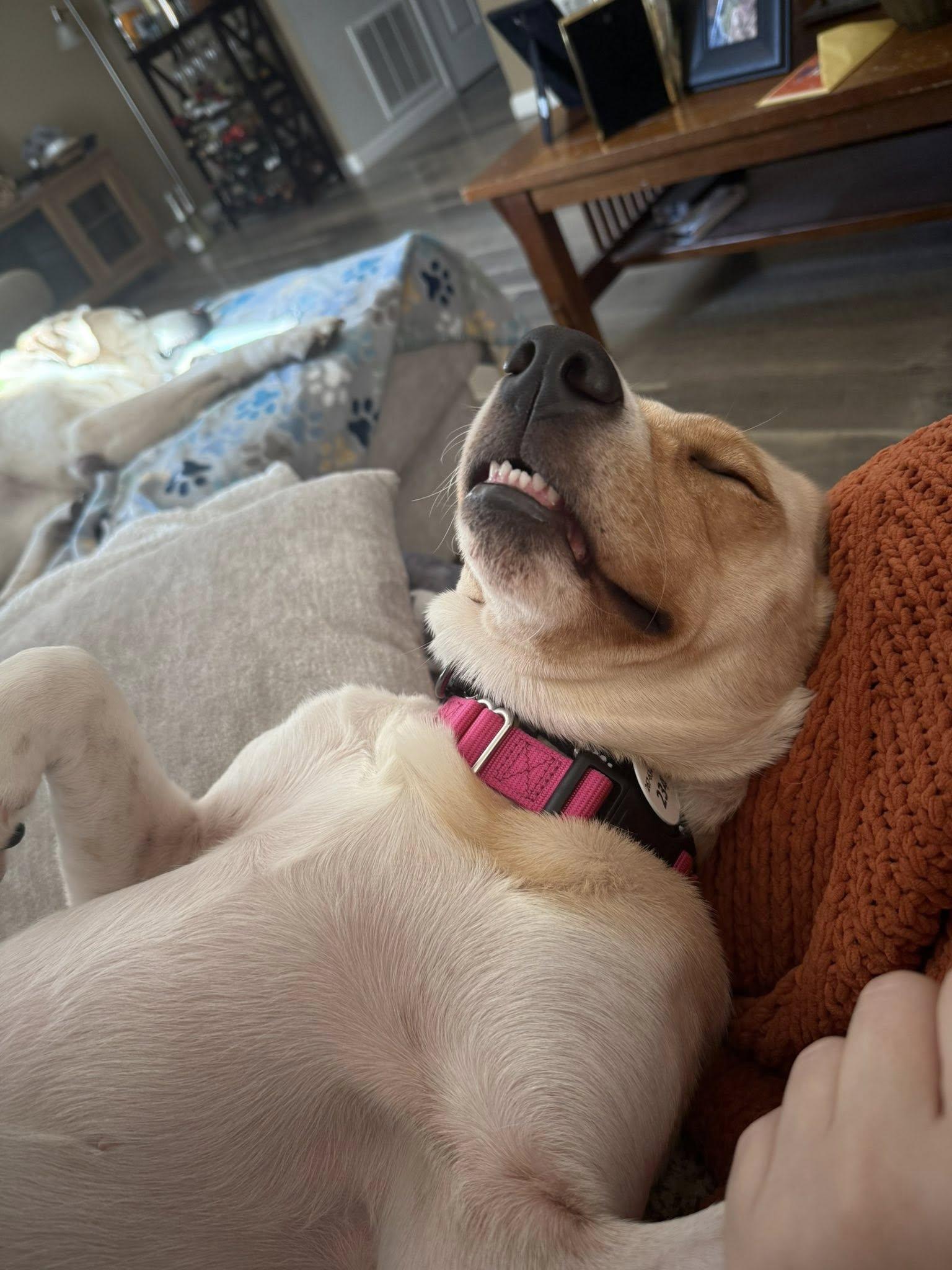 Enlarge Bailey, a Adoptable mixed breed in Warrington, PA image 3/5