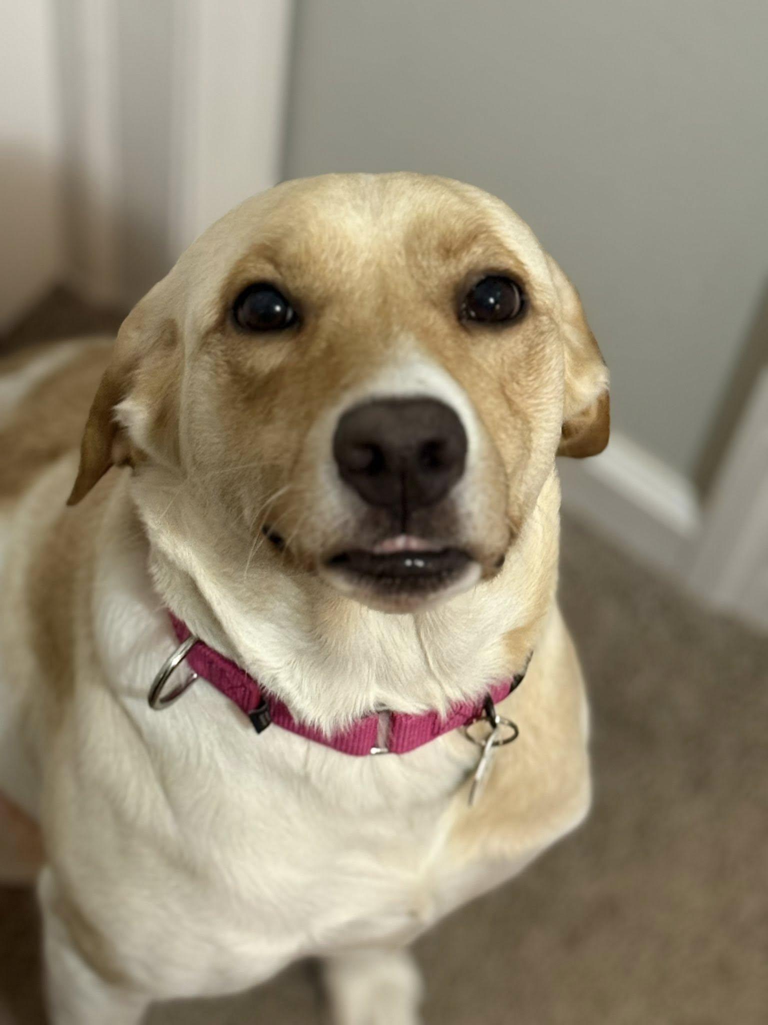 Enlarge Bailey, a Adoptable mixed breed in Warrington, PA image 4/5