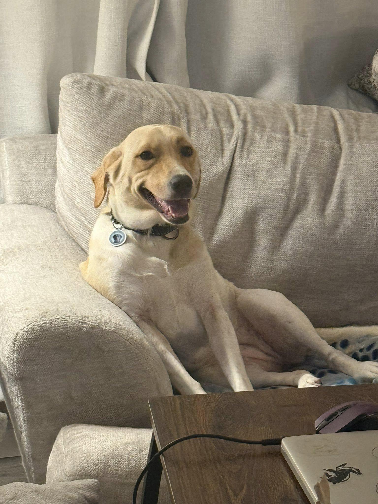 Enlarge Bailey, a Adoptable mixed breed in Warrington, PA image 5/5