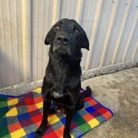 Enlarge Stella, a ADOPTABLE mixed breed in Ponchatoula, LA image 1/6