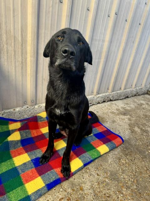Enlarge Stella, a ADOPTABLE mixed breed in Ponchatoula, LA image 2/6