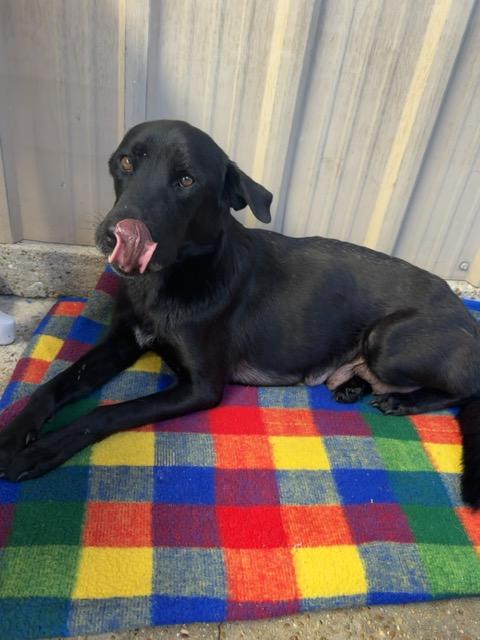 Enlarge Stella, a ADOPTABLE mixed breed in Ponchatoula, LA image 3/6