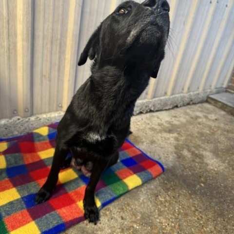 Enlarge Stella, a ADOPTABLE mixed breed in Ponchatoula, LA image 4/6