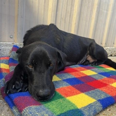 Enlarge Stella, a ADOPTABLE mixed breed in Ponchatoula, LA image 5/6