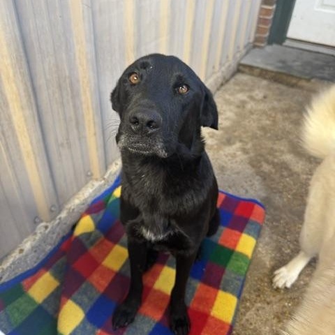 Enlarge Stella, a ADOPTABLE mixed breed in Ponchatoula, LA image 6/6