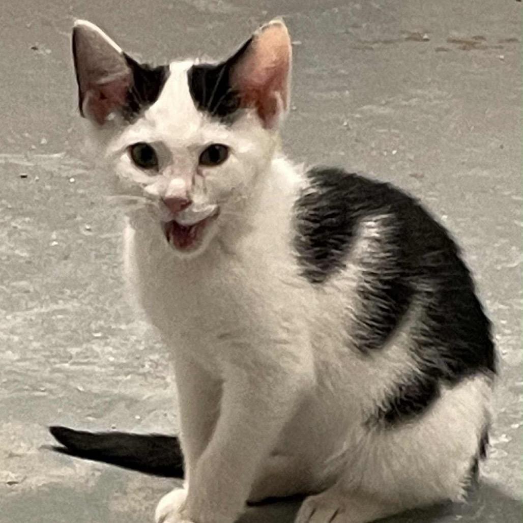 Enlarge Sir Kamikazi, a Adoptable Domestic Short Hair in Inwood, WV image 2/2