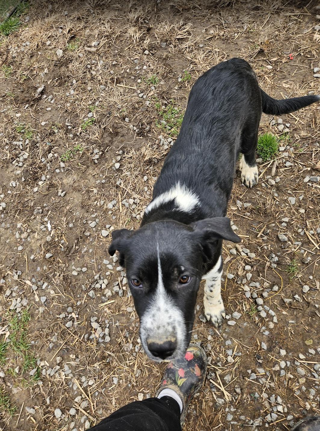 Lucy Lemon, a ADOPTABLE mixed breed in Woburn, MA image 1/5