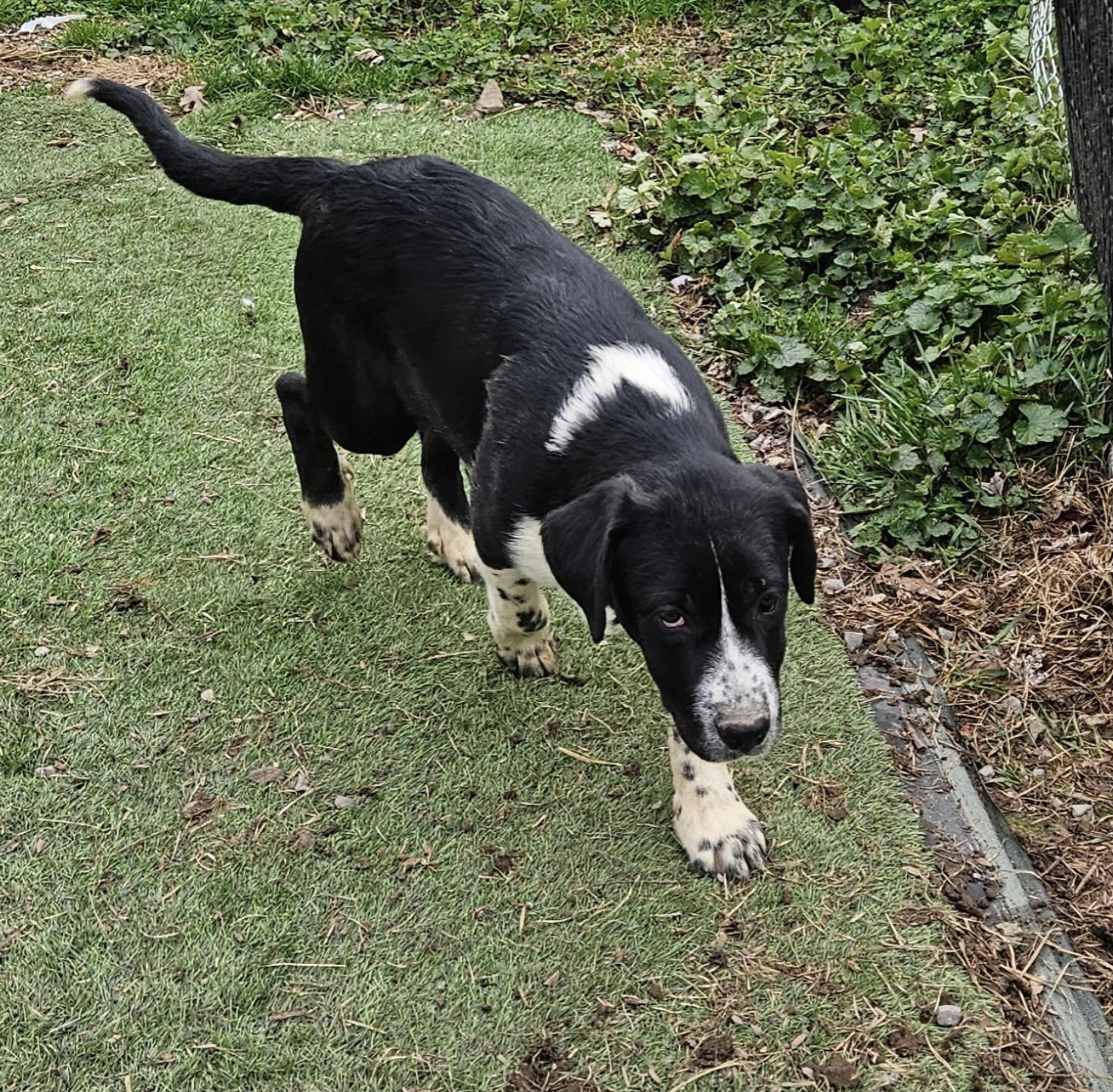 Lucy Lemon, a ADOPTABLE mixed breed in Woburn, MA image 2/5
