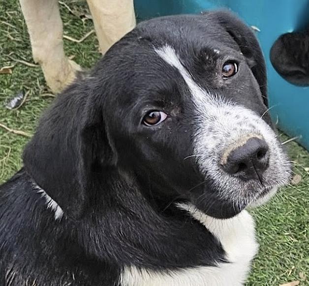 Lucy Lemon, a ADOPTABLE mixed breed in Woburn, MA image 3/5