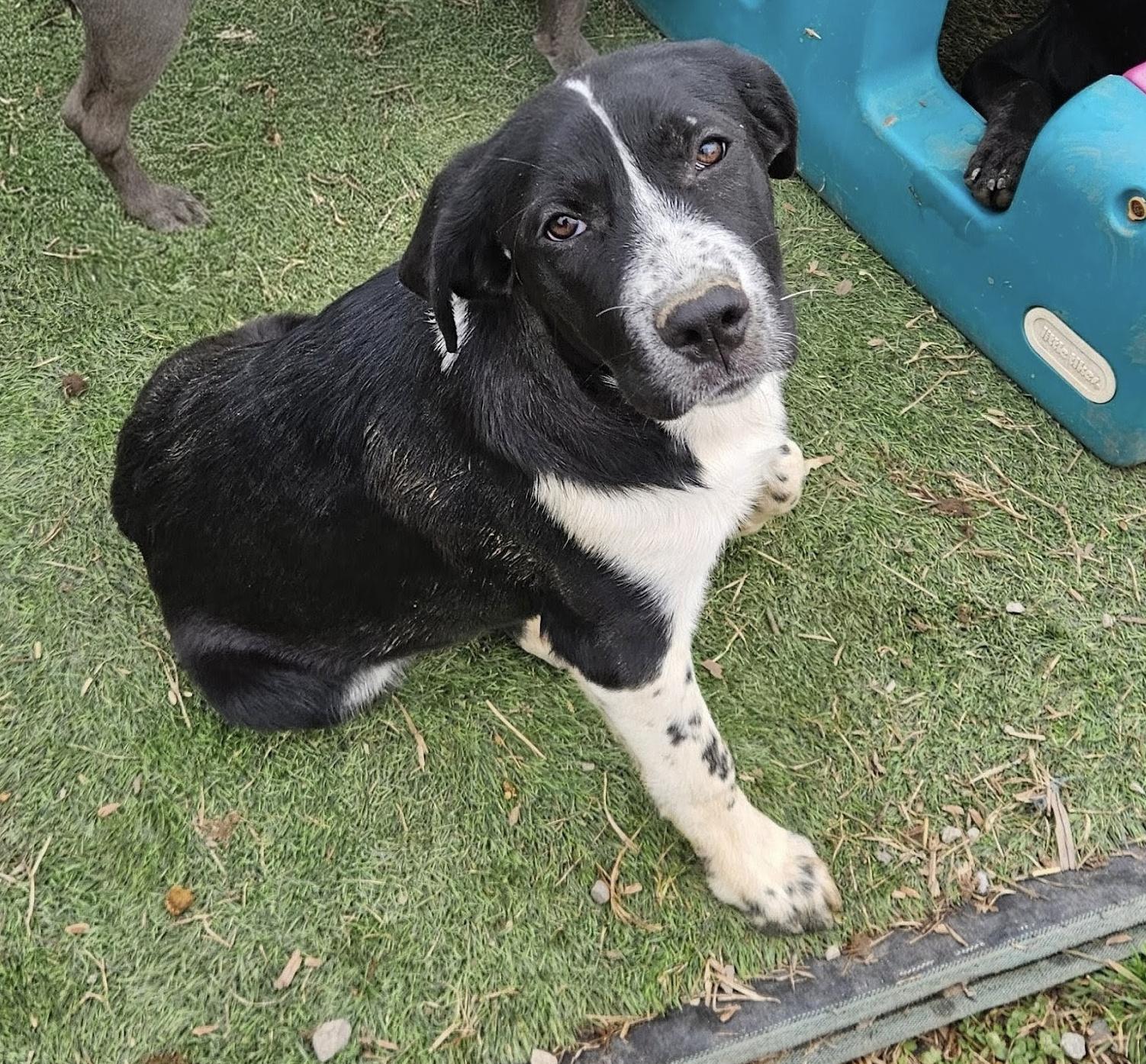 Lucy Lemon, a ADOPTABLE mixed breed in Woburn, MA image 4/5