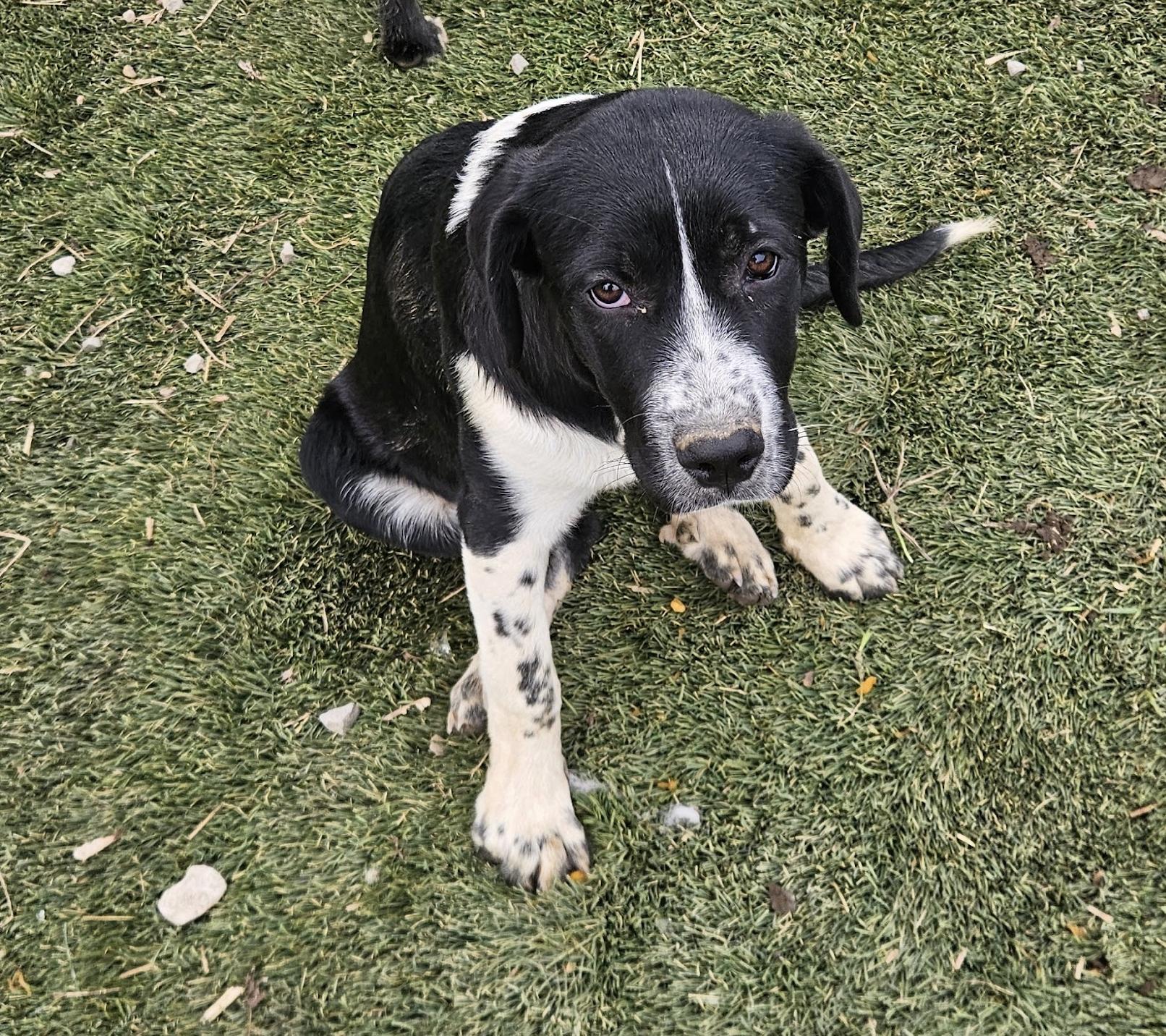 Lucy Lemon, a ADOPTABLE mixed breed in Woburn, MA image 5/5