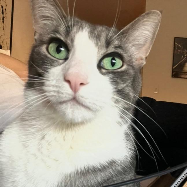 Diablo: Courtesy Post, Adoptable, Adult Male Domestic Short Hair.